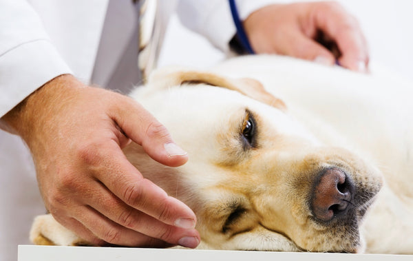 Understanding and Managing Dog Diarrhoea: Causes, Symptoms and Treatment