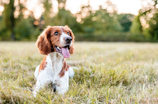 A complete guide to the best probiotics for dogs